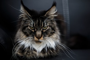 A close-up of a long-haired cat with striking features, including tufted ears, intense yellow-green eyes, and a thick mane of fur. The cat appears to be resting on a dark surface while staring intently forward.