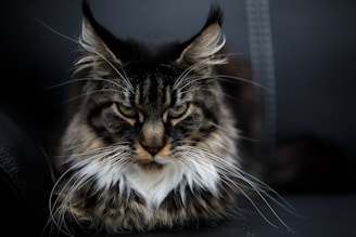 A close-up of a long-haired cat with striking features, including tufted ears, intense yellow-green eyes, and a thick mane of fur. The cat appears to be resting on a dark surface while staring intently forward.