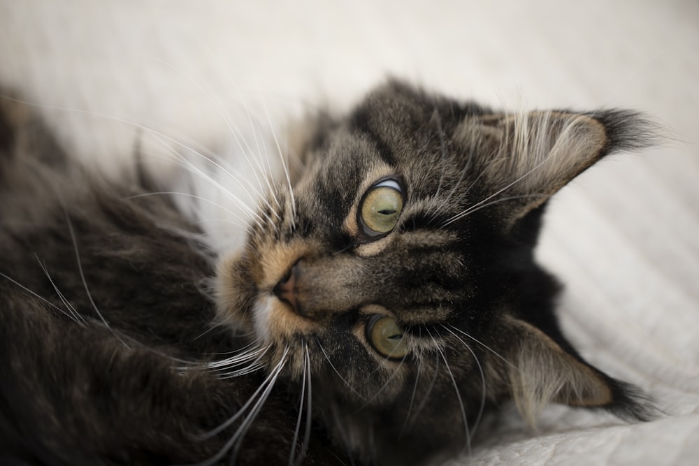 brown Maine coon kitten on selective focus photography