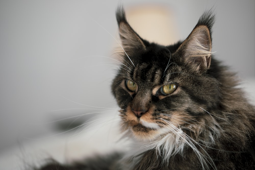 brown Maine coon cat on selective focus photography