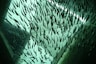 school of fish