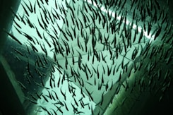 school of fish