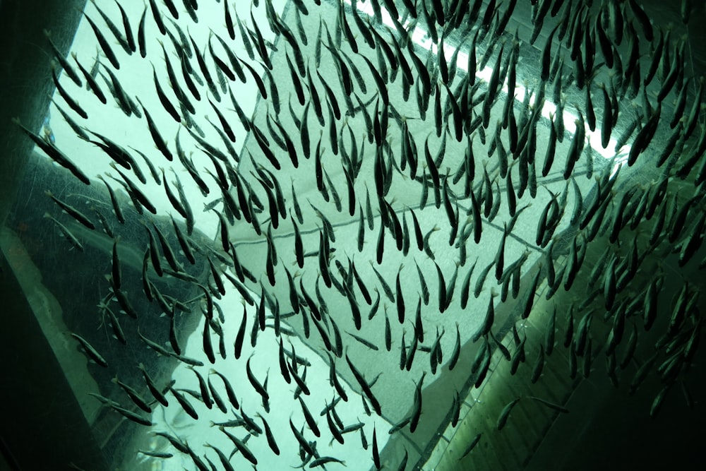 school of fish