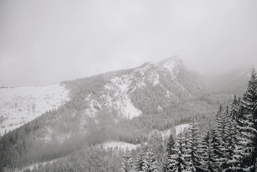 grayscale photography of mountain and tree covered with snow