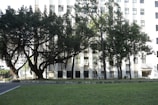 A large, old tree with sprawling branches and hanging roots is set against the backdrop of a multi-story building. The building's facade is white and features multiple windows with a simple geometric design. A well-maintained grassy area occupies the foreground, offering a sense of calm and nature in an urban environment.