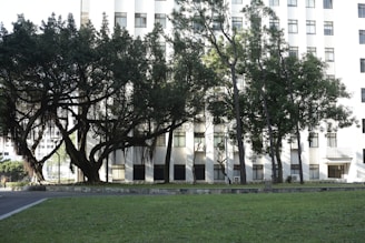 A large, old tree with sprawling branches and hanging roots is set against the backdrop of a multi-story building. The building's facade is white and features multiple windows with a simple geometric design. A well-maintained grassy area occupies the foreground, offering a sense of calm and nature in an urban environment.