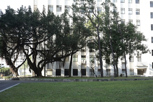 A large, old tree with sprawling branches and hanging roots is set against the backdrop of a multi-story building. The building's facade is white and features multiple windows with a simple geometric design. A well-maintained grassy area occupies the foreground, offering a sense of calm and nature in an urban environment.