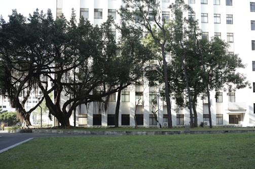 A large, old tree with sprawling branches and hanging roots is set against the backdrop of a multi-story building. The building's facade is white and features multiple windows with a simple geometric design. A well-maintained grassy area occupies the foreground, offering a sense of calm and nature in an urban environment.