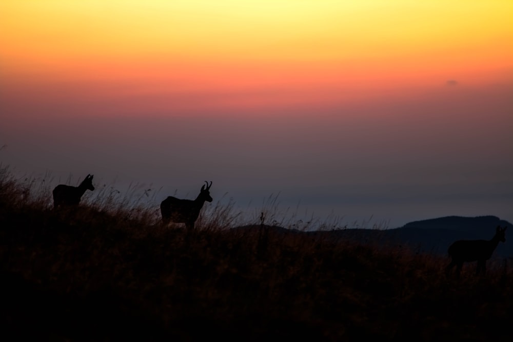 silhouette photography of two deer