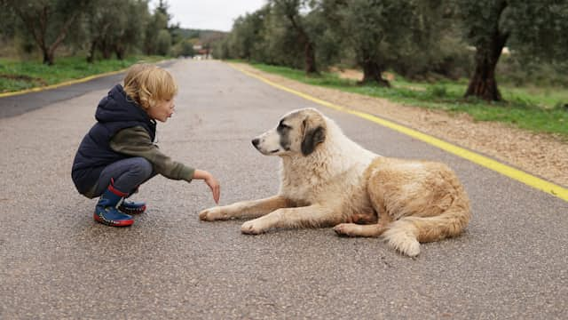 Hundebesitzer