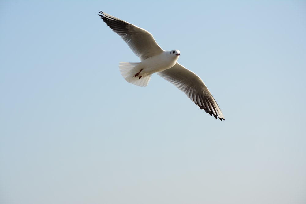 white bird flying at daytime