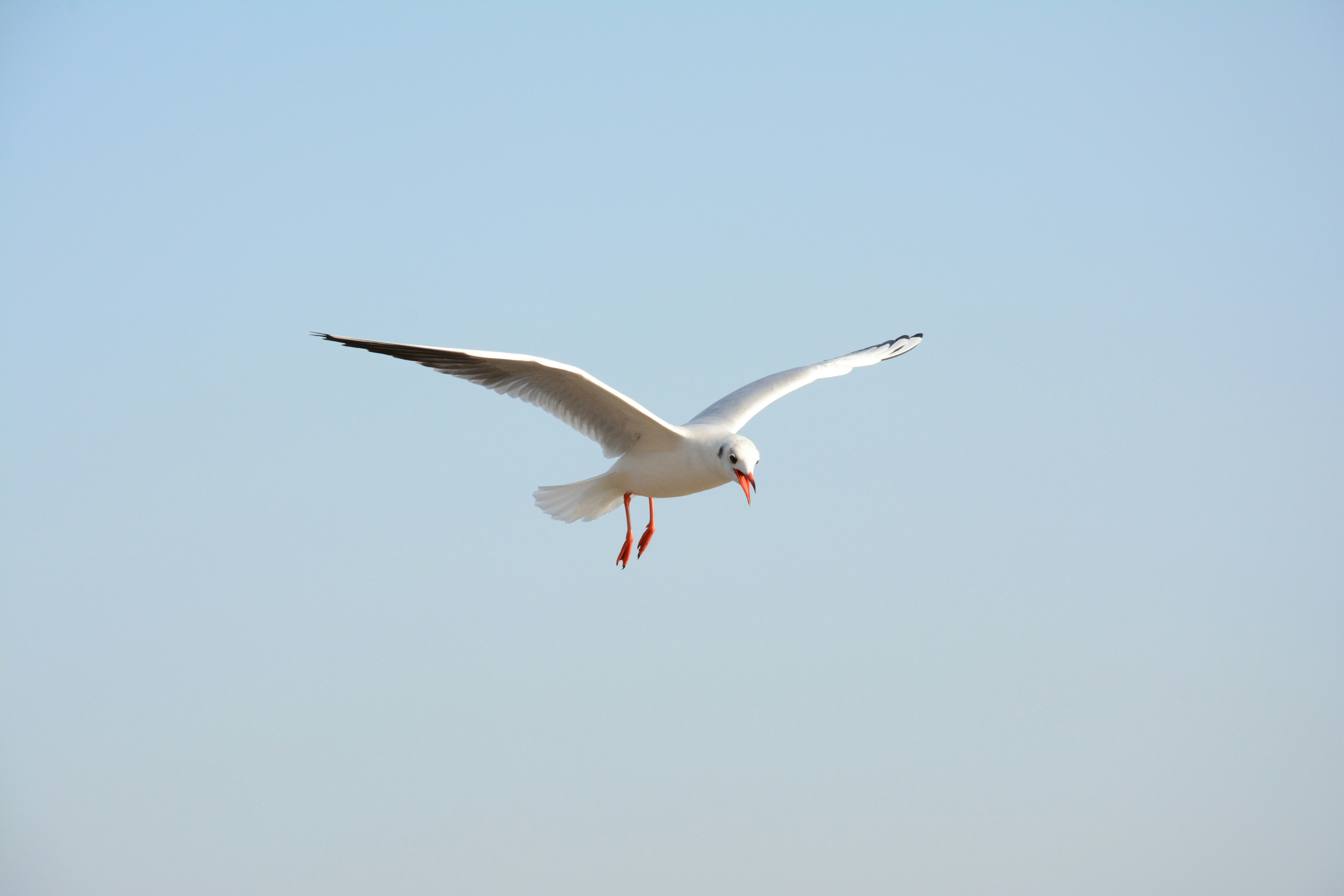 White Bird Flying Under Blue Sky Photo Free Grey Image On Unsplash
