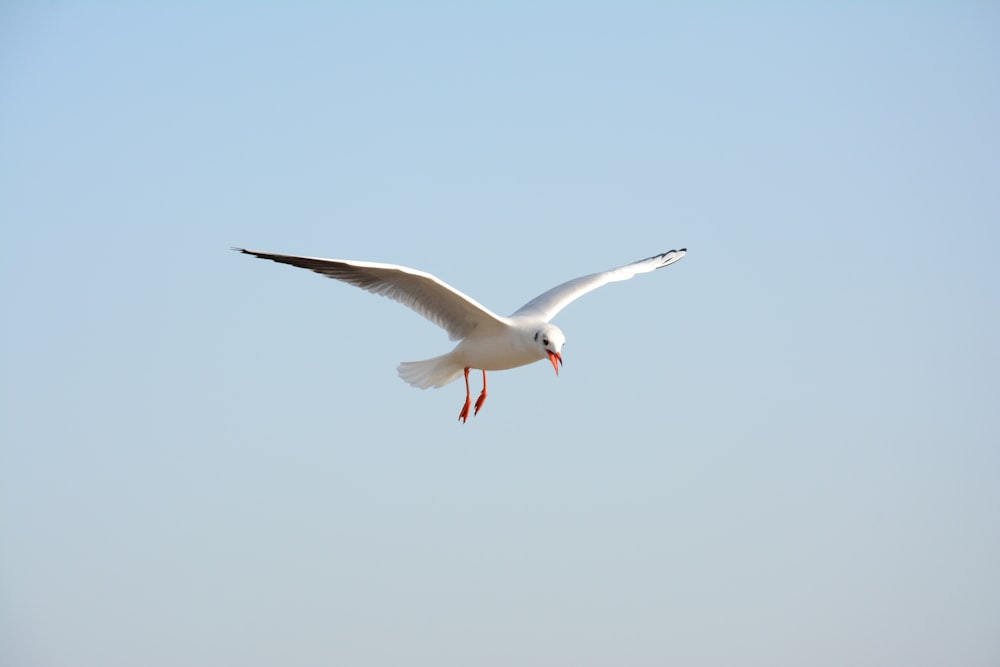 white bird flying under blue sky