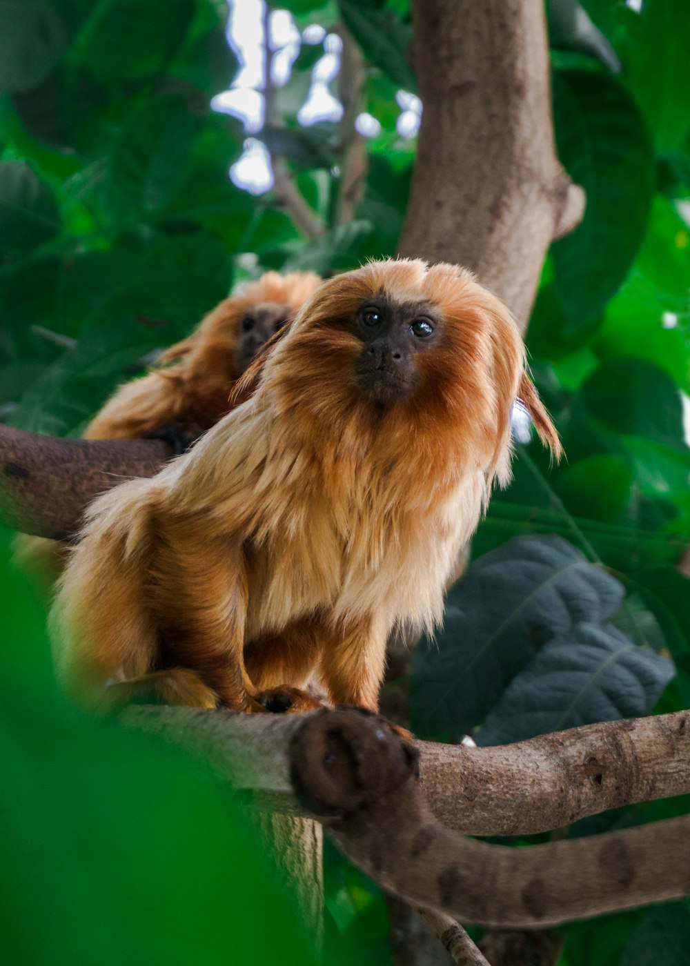 brown monkey on tree branch during daytime