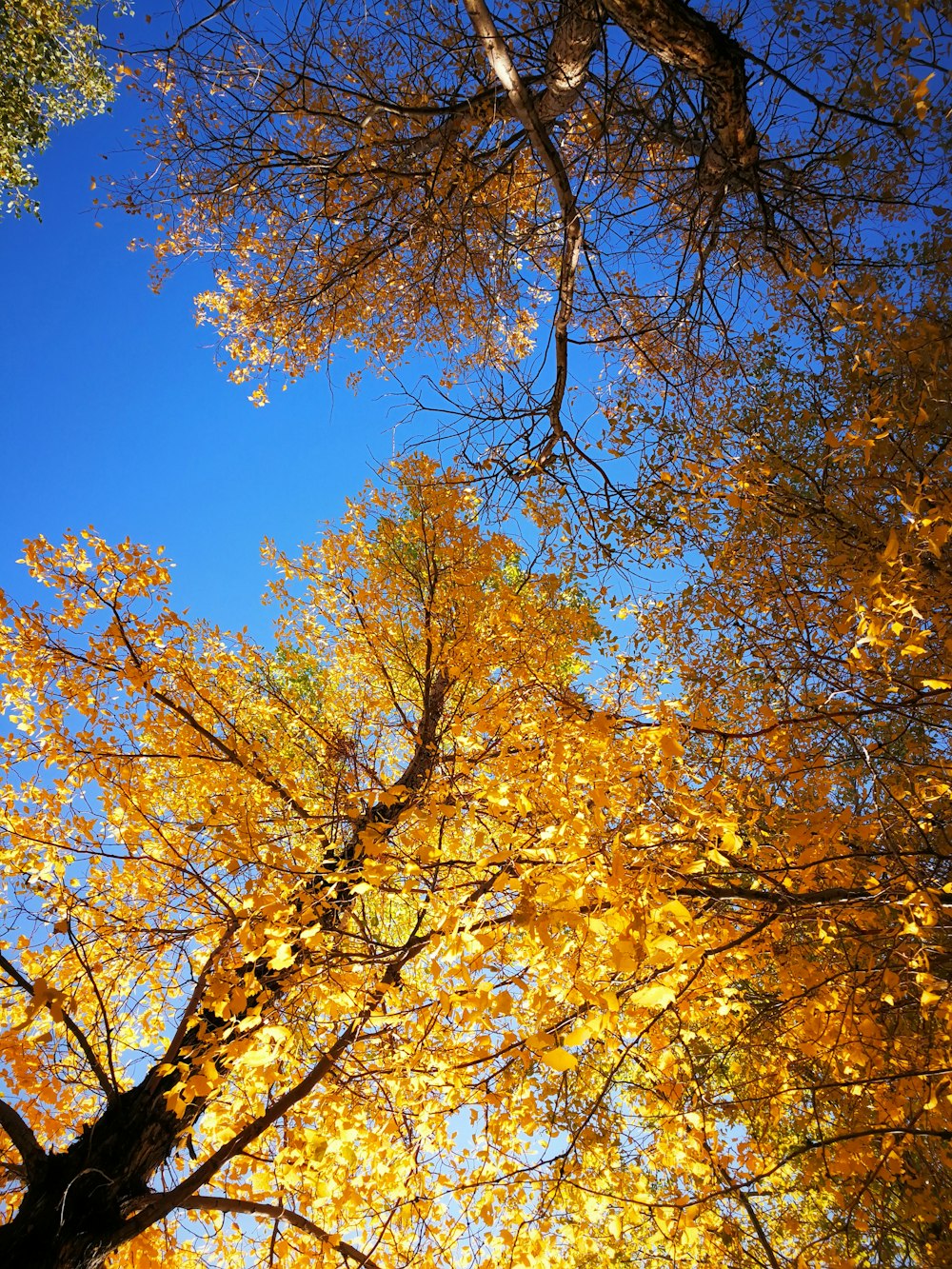 yellow colored leaf trees under blue skies