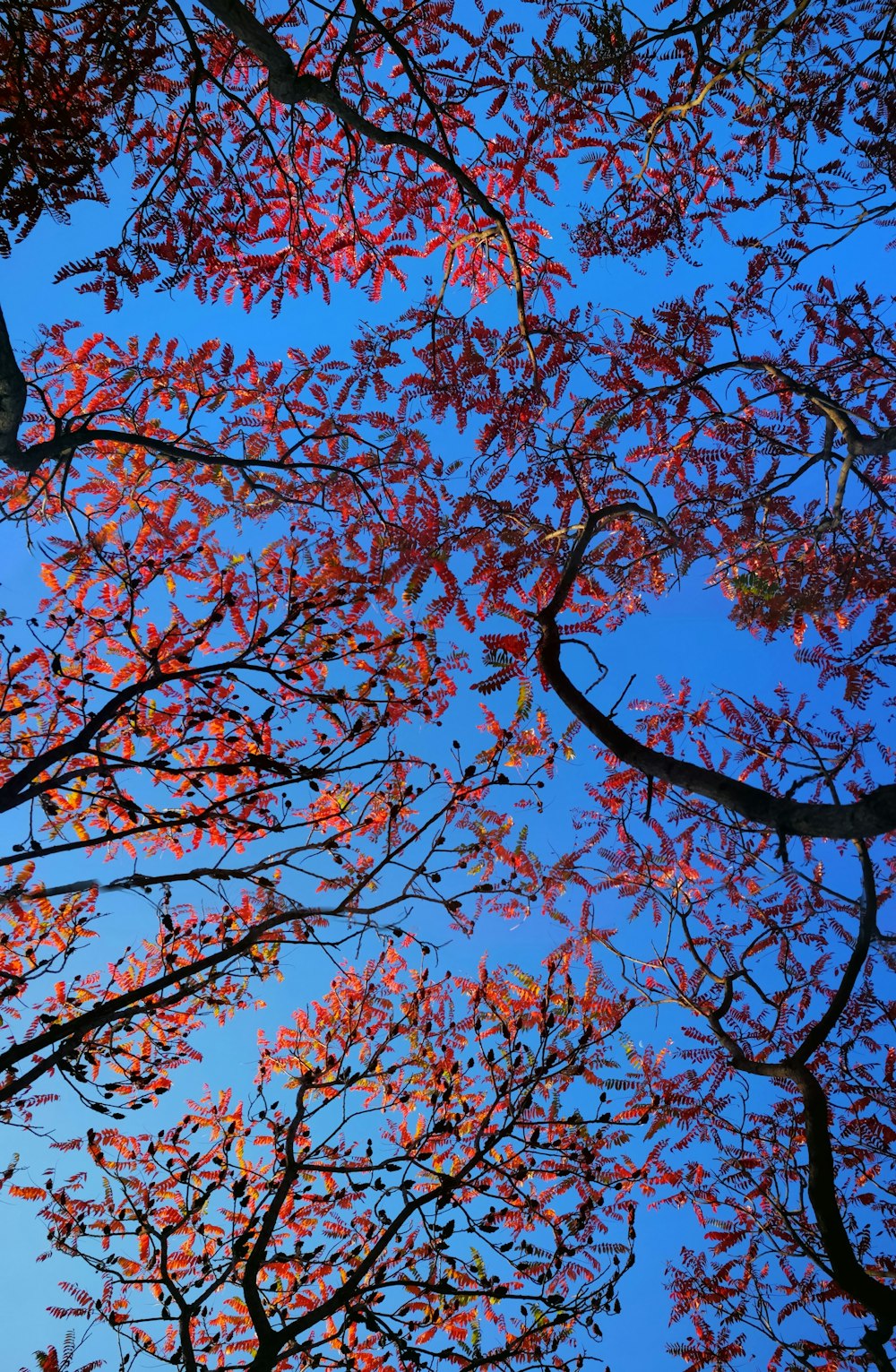 low angle photography of tree