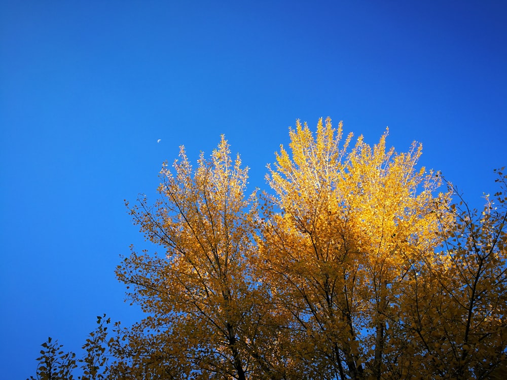 brown leafed tree