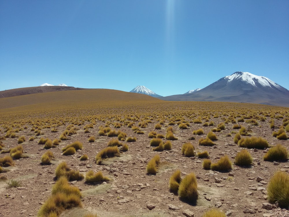 arbustos verdes em planícies sob o céu azul claro