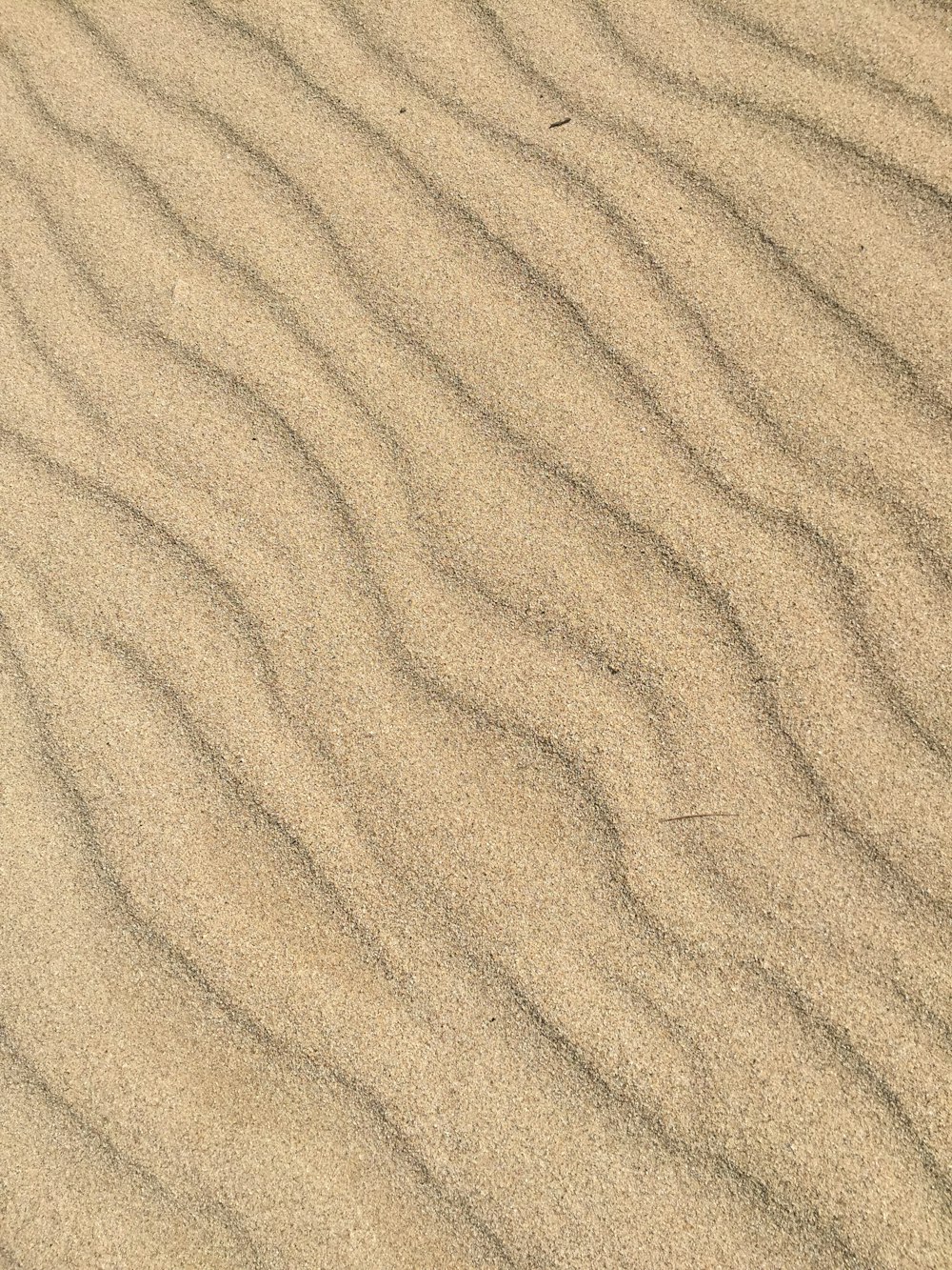 un uccello è in piedi nella sabbia sulla spiaggia