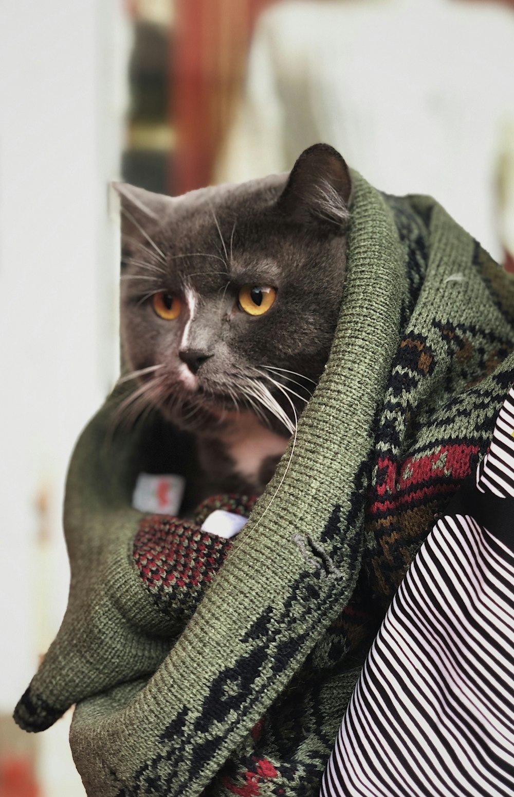 black cat covered with brown, green, and black textile