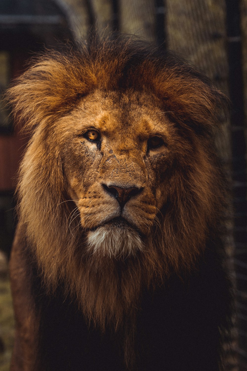 close-up photography of brown lion