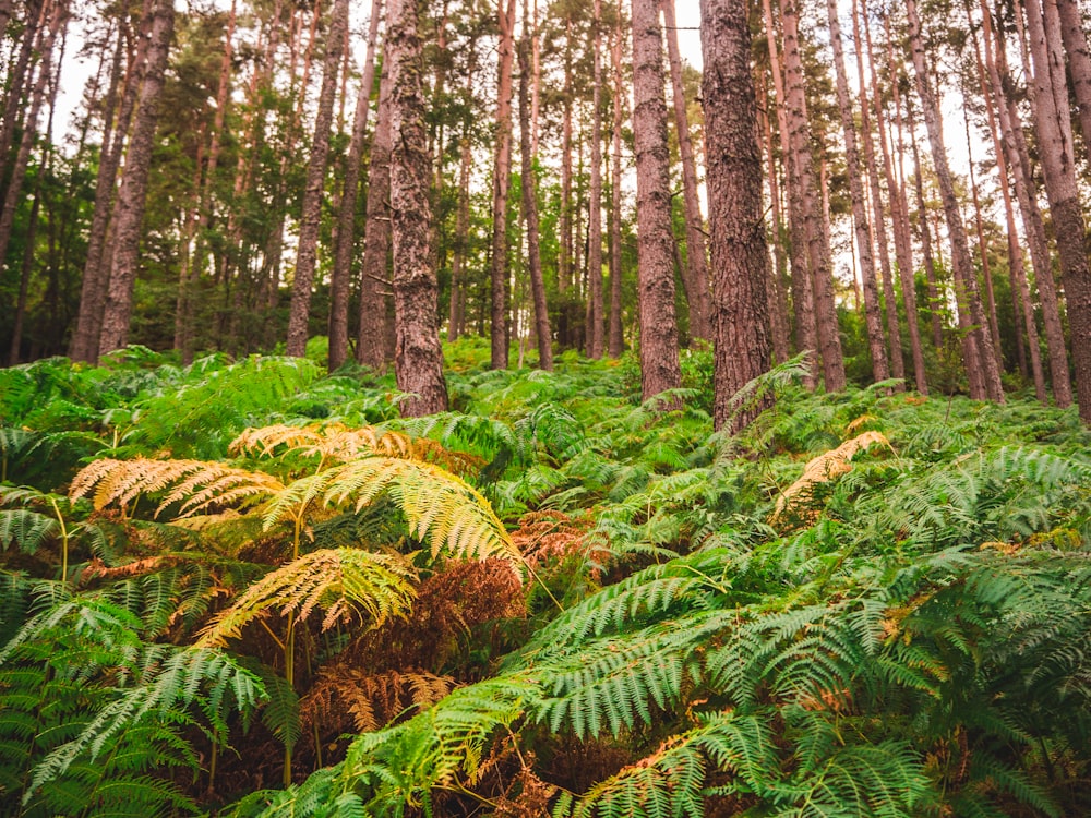green fern on forest