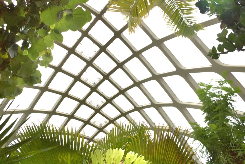 green plant inside dome