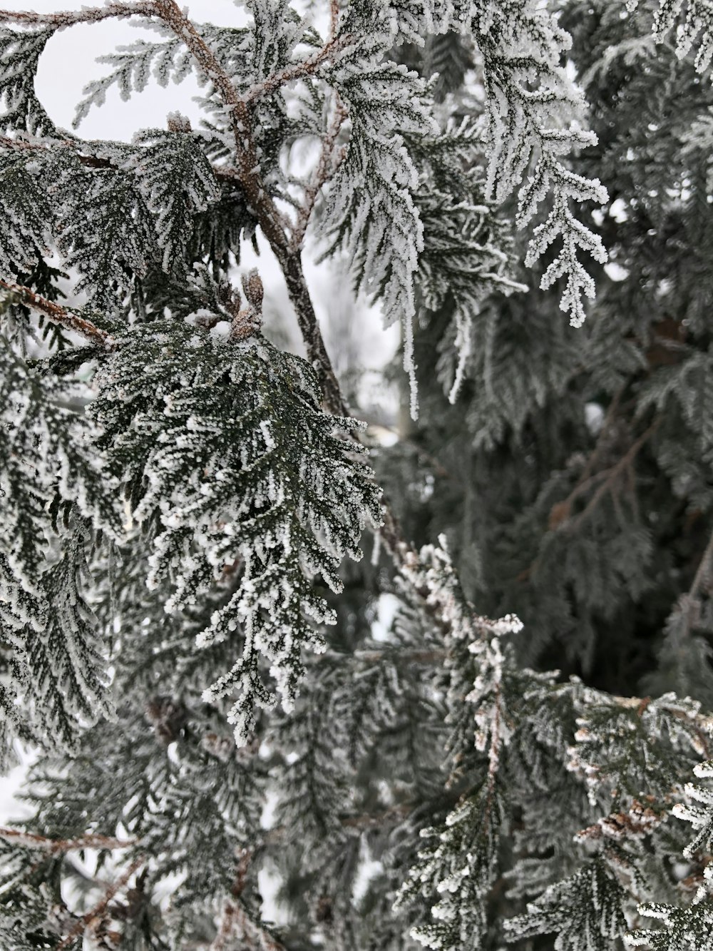 snow covered pine trees