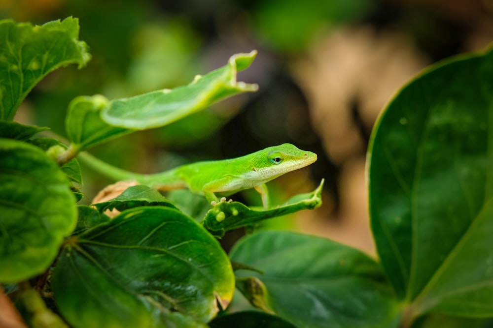 closeup photo of green lizard