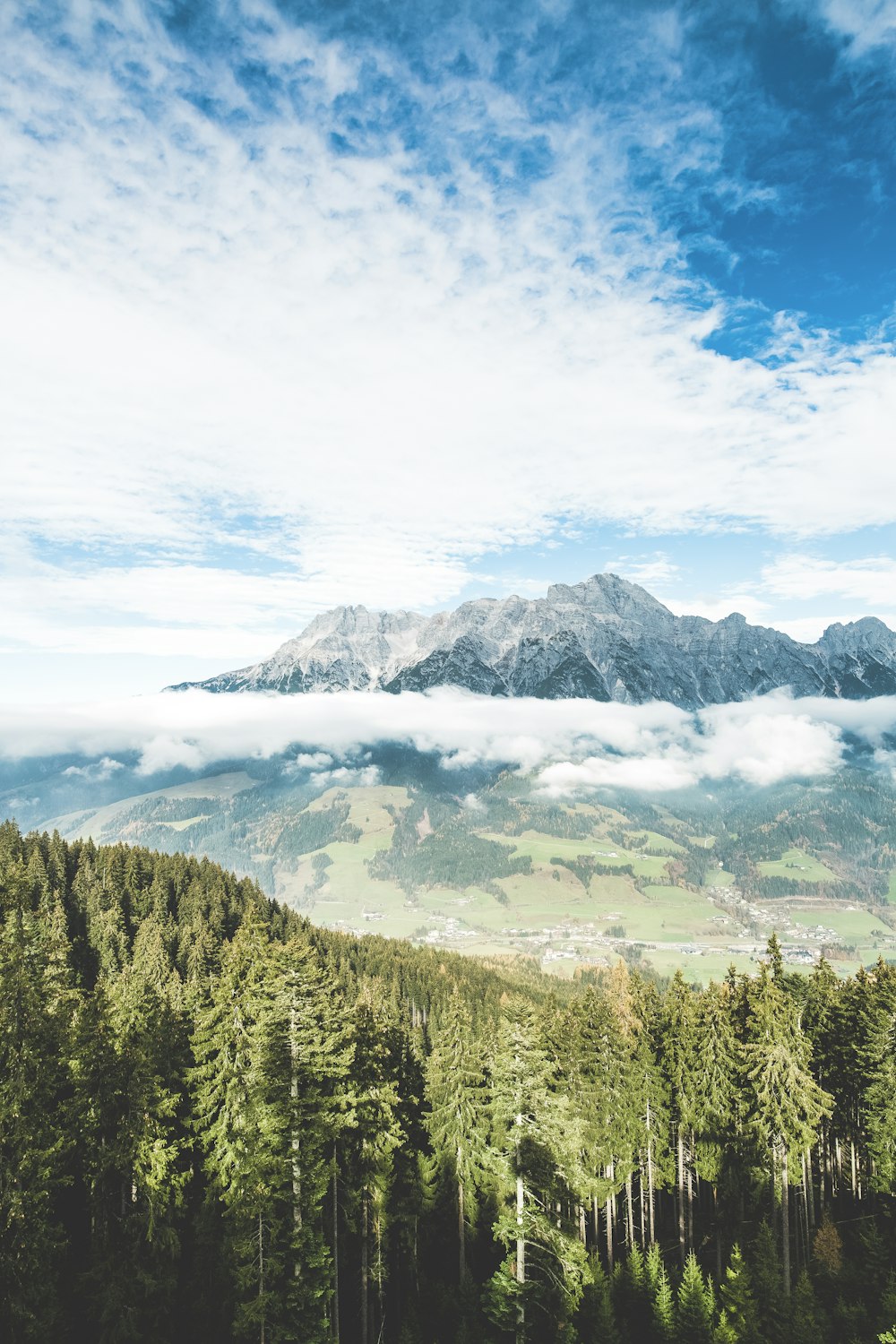 Bäume unter blauem Himmel