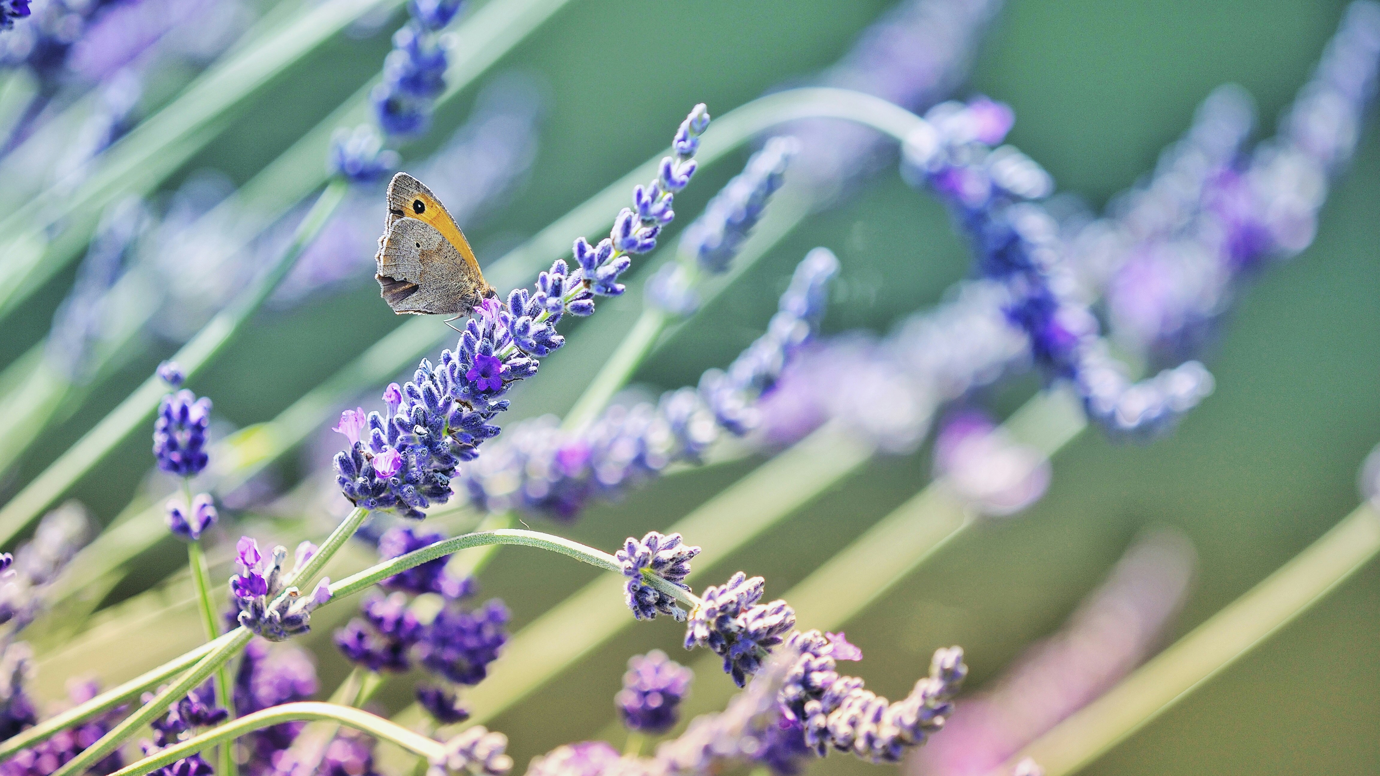 Photo by aatudosie