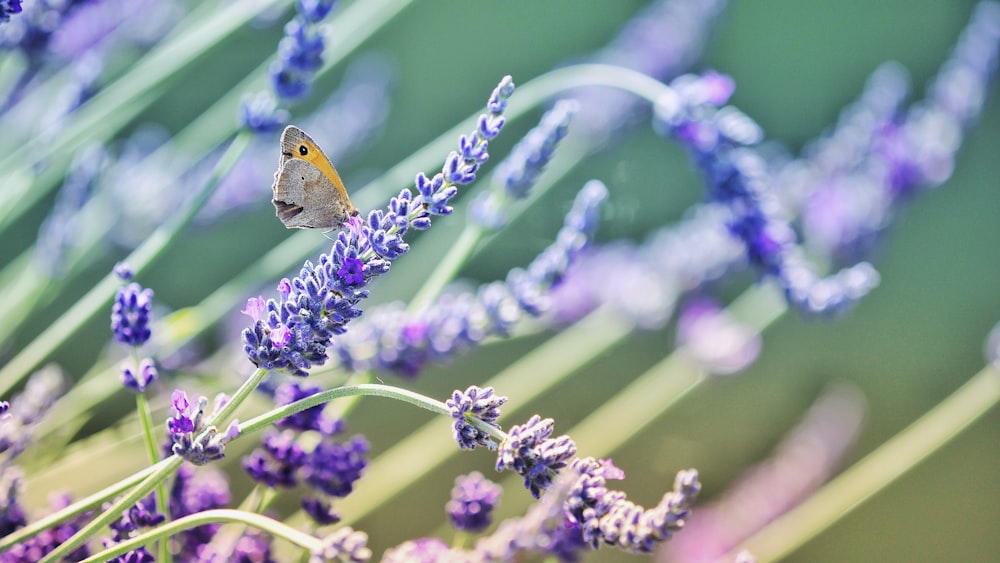 yellow butterfly on purple flowers