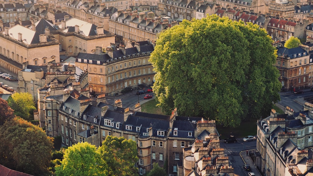 árvore verde rodeada por edifícios