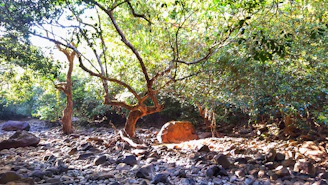 A serene natural landscape with sunlight filtering through ancient trees, symbolizing earth energy.