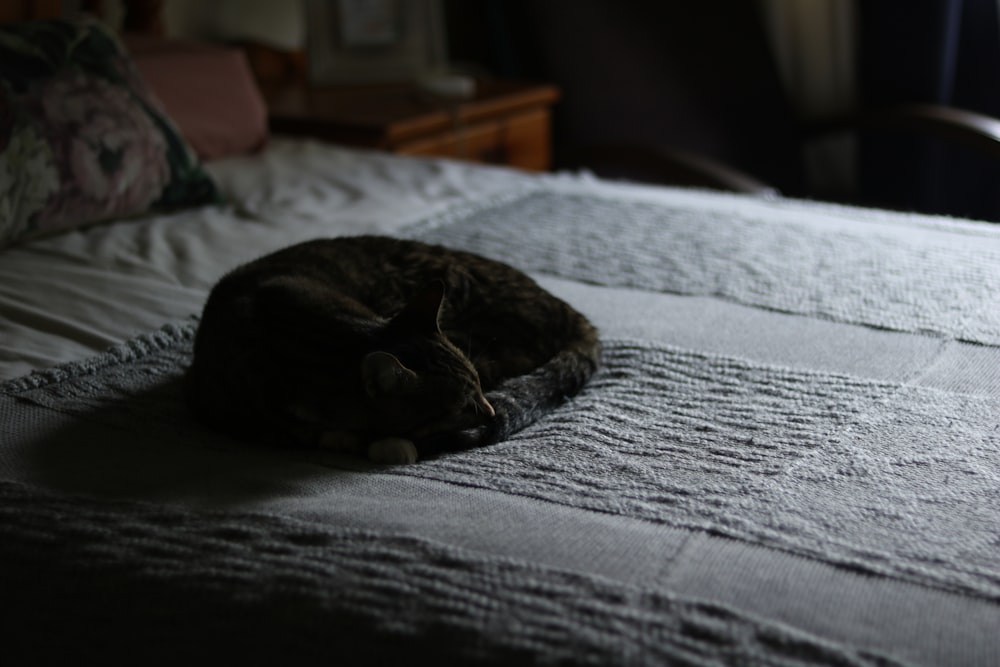 brown tabby cat o n focus photography