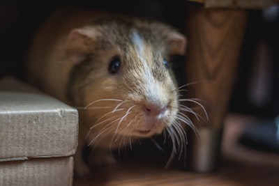 selective closeup photo of brown guinea pig guinea teams background