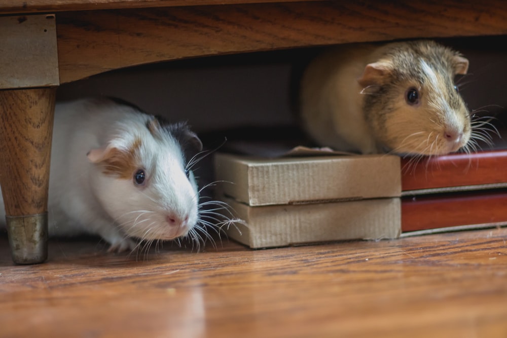 white and brown guinea pigs