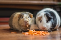 Pet supplies