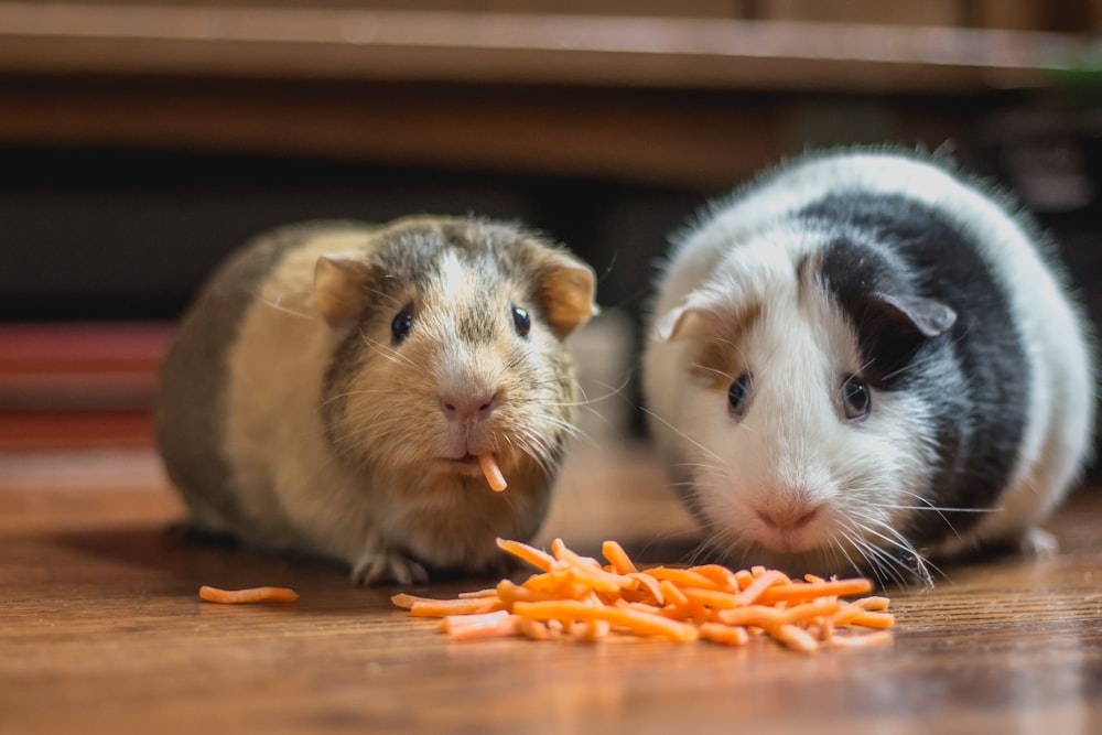 two guinea pigs eating carrot