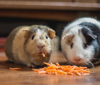 two guinea pigs eating carrot