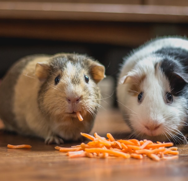 two guinea pigs eating carrot