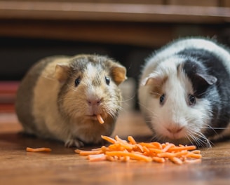 two guinea pigs eating carrot