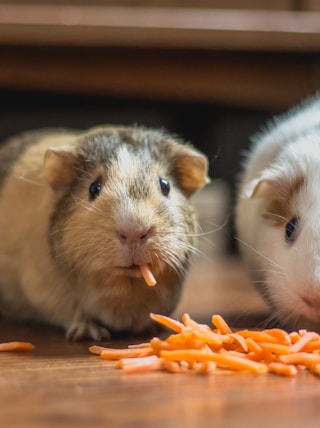 two guinea pigs eating carrot