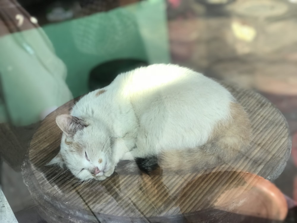 short-coated white cat sleeping