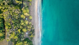 aerial view of trees near ocean