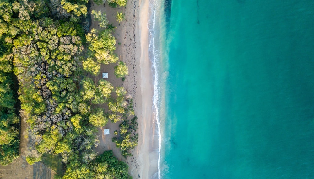 Vista aérea de árboles cerca del océano