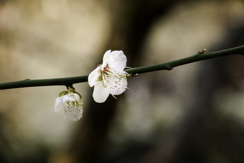 bloomed sakura flower