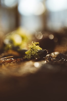 Close-up of vibrant green moss growing on a rooftop garden under soft sunlight.