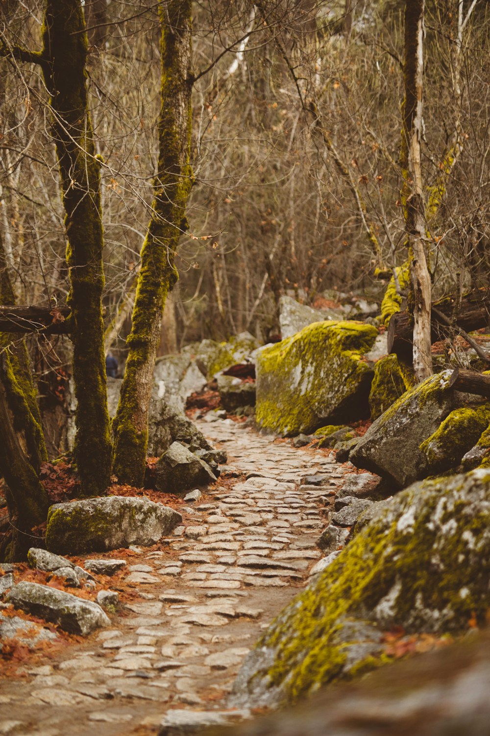 moss covered stones and trees