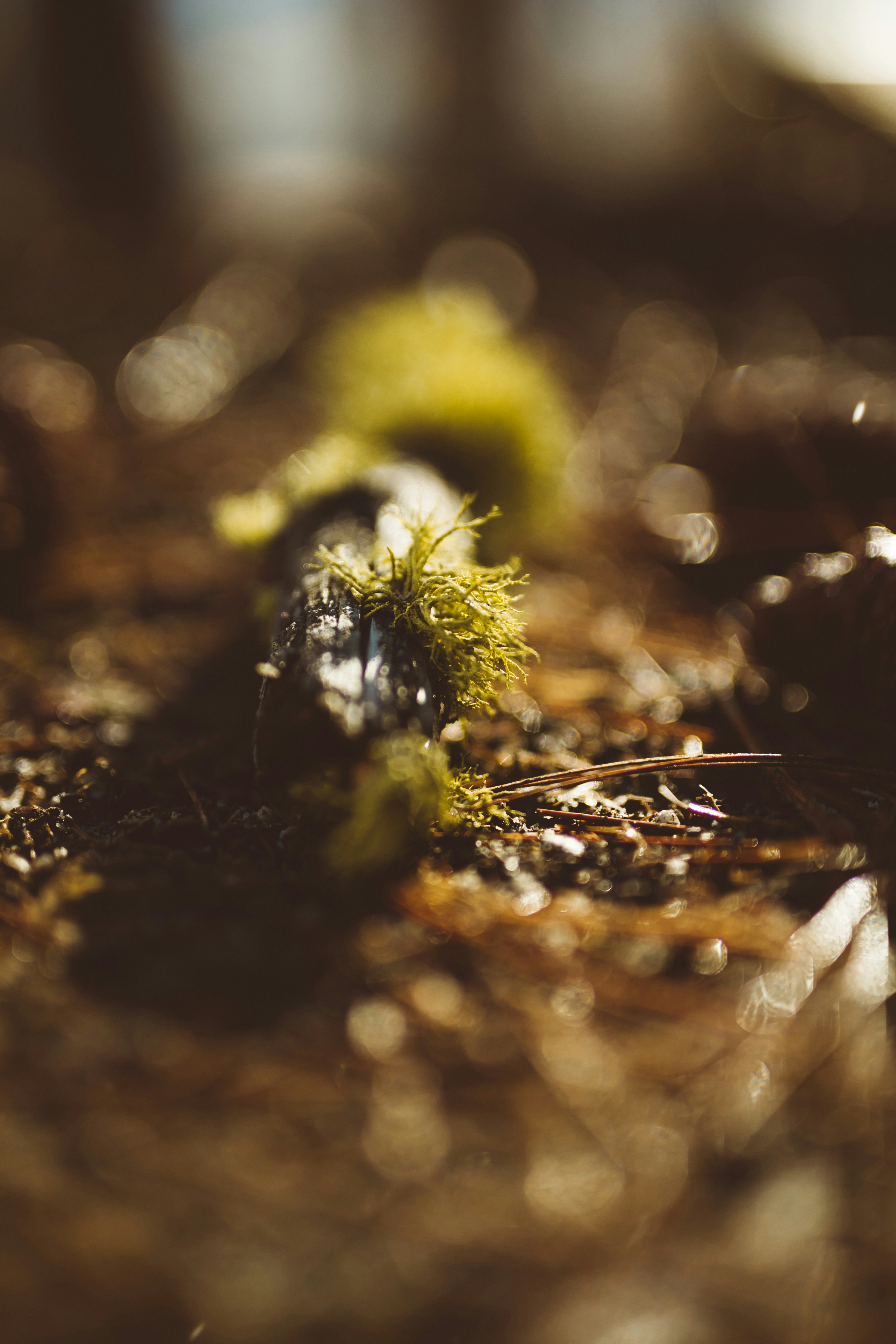 Photo by nate_dumlao